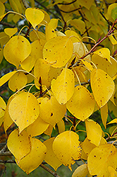 Balsam Poplar (Populus balsamifera) at Stonegate Gardens