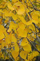 Pike Bay Quaking Aspen (Populus tremuloides 'Pike Bay') at Stonegate Gardens