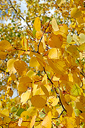 Prairie Gold Trembling Aspen (Populus tremuloides 'NE Arb') at Lakeshore Garden Centres