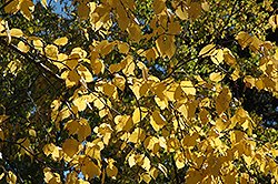 Paper Birch (Betula papyrifera) at Stonegate Gardens