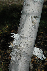 Paper Birch (Betula papyrifera) at Stonegate Gardens