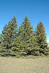 White Spruce (Picea glauca) at Lakeshore Garden Centres
