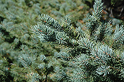 White Spruce (Picea glauca) at A Very Successful Garden Center