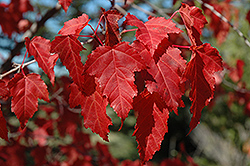 Amur Maple (Acer ginnala) at Stonegate Gardens