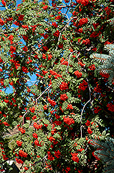 Weeping European Mountain Ash (Sorbus aucuparia 'Pendula') at A Very Successful Garden Center