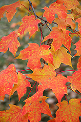 Sugar Maple (Acer saccharum) at The Mustard Seed
