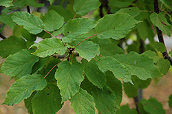 Pattern Perfect Tatarian Maple (Acer tataricum 'Patdell') at Lakeshore Garden Centres
