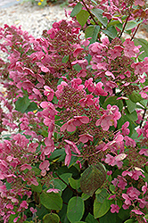 Mystical Flame Hydrangea (Hydrangea paniculata 'Bokratorch') at A Very Successful Garden Center
