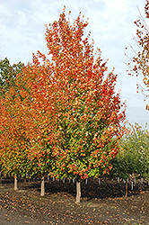 Inferno Sugar Maple (Acer saccharum 'Jeferno') at A Very Successful Garden Center