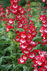 Arabesque Red Beard Tongue (Penstemon hartwegii 'Arabesque Red') at A Very Successful Garden Center