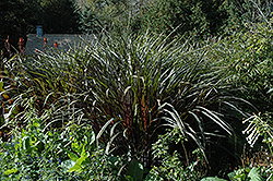 Prince Fountain Grass (Pennisetum purpureum 'Prince') at Stonegate Gardens