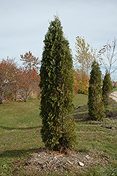 Skybound Arborvitae (Thuja occidentalis 'Skybound') at Golden Acre Home & Garden