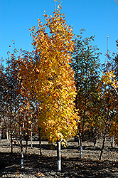 Lord Selkirk Sugar Maple (Acer saccharum 'Jefselk') at A Very Successful Garden Center