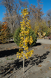 Manzano Bigtooth Maple (Acer grandidentatum 'Manzano') at A Very Successful Garden Center