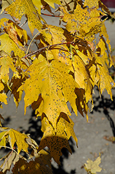 Manzano Bigtooth Maple (Acer grandidentatum 'Manzano') at Stonegate Gardens