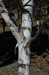 Prairie Vision Japanese White Birch (Betula platyphylla 'VerDale') at Lakeshore Garden Centres
