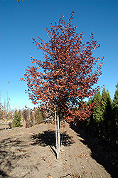 Shooting Star Northern Pin Oak (Quercus ellipsoidalis 'Shooting Star') at Lakeshore Garden Centres