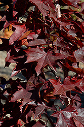 Crimson Sunset Maple (Acer 'JFS-KW202') at Stonegate Gardens