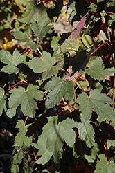 Regal Petticoat Sycamore Maple (Acer pseudoplatanus 'Tunpetti') at A Very Successful Garden Center