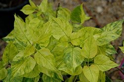 Bron Improved Dappled Dawn Lilac (Syringa vulgaris 'Bron Improved Dappled Dawn') at A Very Successful Garden Center
