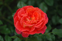 Brothers Grimm Fairytale Rose (Rosa 'KORassenet') at A Very Successful Garden Center