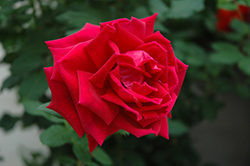 Crimson Glory Rose (Rosa 'Crimson Glory') at Lakeshore Garden Centres