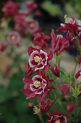 Winky Red And White Columbine (Aquilegia 'Winky Red And White') at A Very Successful Garden Center