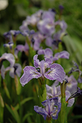Dwarf Arctic Iris (Iris setosa var. arctica) at A Very Successful Garden Center