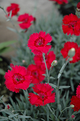 Red Beauty Pinks (Dianthus gratianopolitanus 'Red Beauty') at Stonegate Gardens