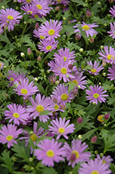 Brasco Violet Brachyscome (Brachyscome angustifolia 'Brasco Violet') at Lakeshore Garden Centres