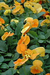Matrix Orange Pansy (Viola 'PAS491790') at A Very Successful Garden Center