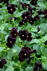 Sorbet Black Delight Pansy (Viola 'Sorbet Black Delight') at Lakeshore Garden Centres