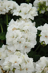 Pinnacle White Geranium (Pelargonium 'Pinnacle White') at A Very Successful Garden Center