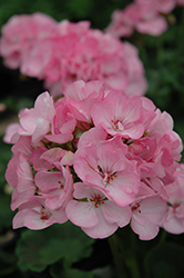 Elanos Light Pink Geranium (Pelargonium 'Elanos Light Pink') at A Very Successful Garden Center