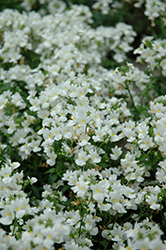 Aromatica White Nemesia (Nemesia 'Aromatica White') at A Very Successful Garden Center