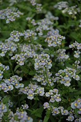 Aromatica Sky Blue Nemesia (Nemesia 'Aromatica Sky Blue') at A Very Successful Garden Center