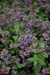 Piccadilly Denim Blue Twinspur (Diascia 'Piccadilly Denim Blue') at A Very Successful Garden Center