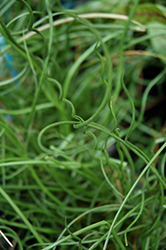 Spiralis Corkscrew Rush (Juncus effusus 'Spiralis') at A Very Successful Garden Center