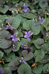 Wood Violet (Viola odorata) at A Very Successful Garden Center