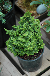Gemstone Hinoki Falsecypress (Chamaecyparis obtusa 'Gemstone') at A Very Successful Garden Center