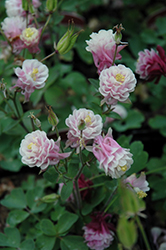 Winky Double Rose And White Columbine (Aquilegia 'Winky Double Rose And White') at Lakeshore Garden Centres