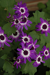 Senetti Violet Bicolor Pericallis (Pericallis 'Senetti Violet Bicolor') at A Very Successful Garden Center