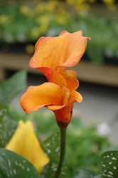 Coastal Flame Calla Lily (Zantedeschia 'Coastal Flame') at A Very Successful Garden Center
