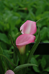 Coastal Parfait Calla Lily (Zantedeschia 'Coastal Parfait') at A Very Successful Garden Center