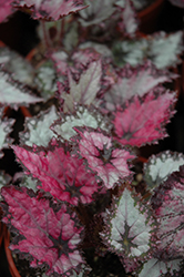 Jurassic Pink Shades Begonia (Begonia 'Jurassic Pink Shades') at A Very Successful Garden Center