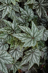 Gryphon Begonia (Begonia 'Gryphon') at A Very Successful Garden Center