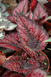 Red Tango Begonia (Begonia 'Red Tango') at A Very Successful Garden Center
