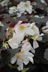Unstoppable Upright White Begonia (Begonia 'Unstoppable Upright White') at A Very Successful Garden Center