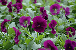 Cool Wave Purple Pansy (Viola x wittrockiana 'PAS1077343') at Lakeshore Garden Centres