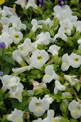 Catalina White Linen Torenia (Torenia 'Dancat153') at A Very Successful Garden Center